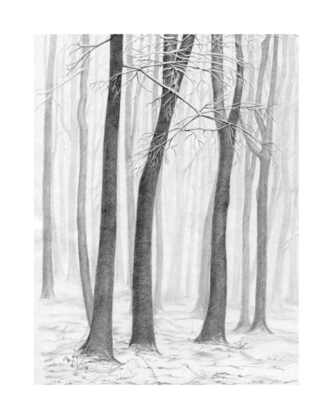 Рисунки для срисовки лес (15 фото) #21