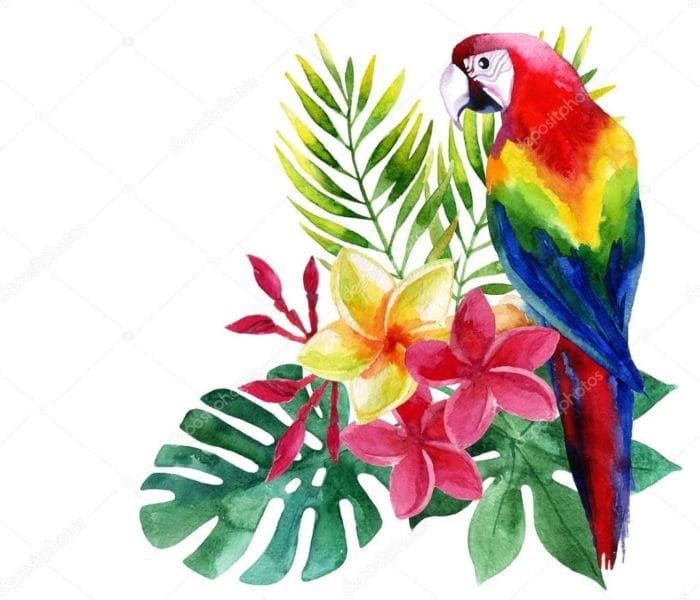 Рисунки для срисовки попугай (29 фото) #37