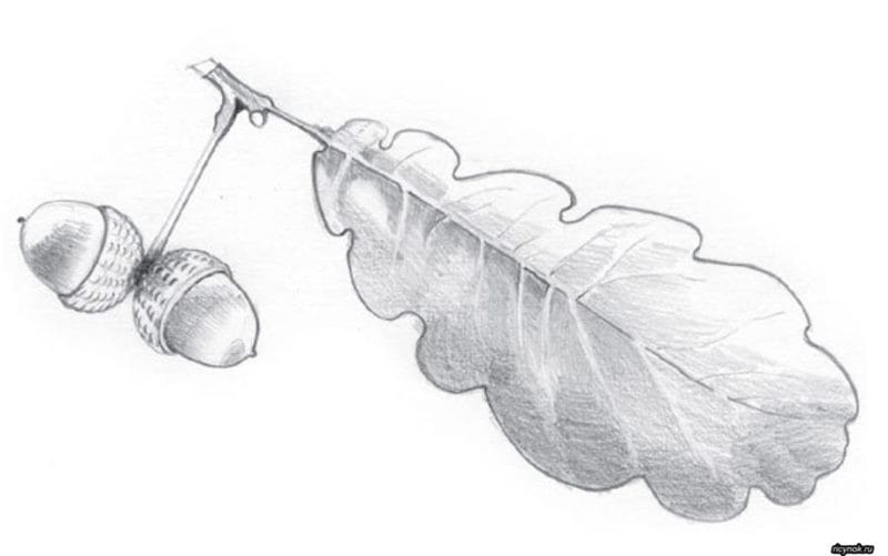 Рисунок карандашом дубовый лист (17 фото) #23