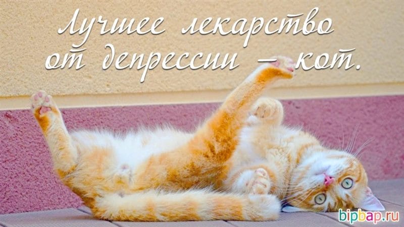 Смешные картинки про кошек с надписями (35 фото) #49
