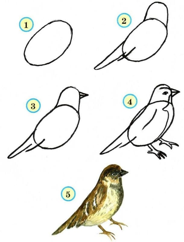 Рисунки птицы карандашом для детей (63 фото) #68