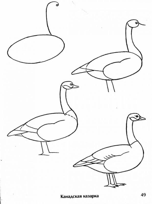 Рисунки птицы карандашом для детей (63 фото) #77