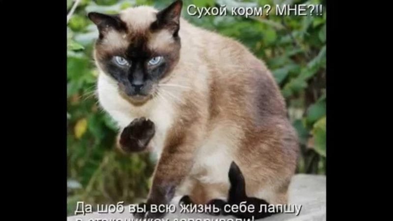 Смешные картинки про кошек с надписями (35 фото) #57