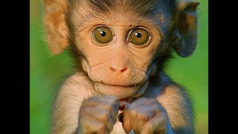 Смешные картинки обезьян (14 фото) #31