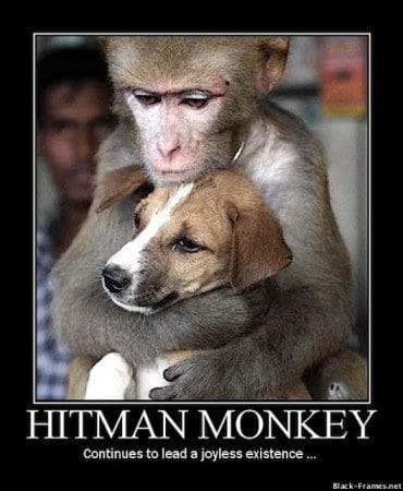 Смешные картинки обезьян (14 фото) #11