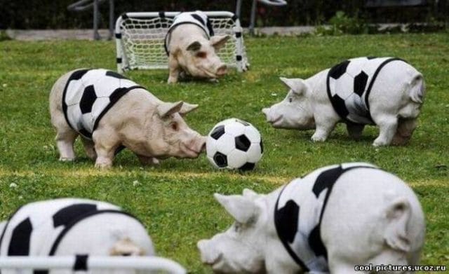 Смешные картинки про свиней (65 фото) #11