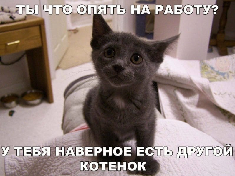 Смешные картинки про кошек с надписями (35 фото) #58