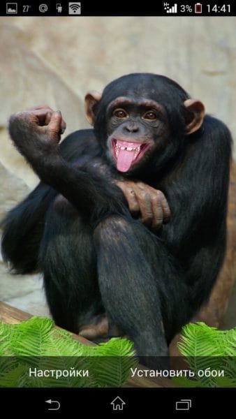Смешные картинки обезьян (14 фото) #32