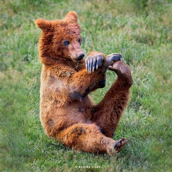 Смешные картинки с медведями (95 фото) #113