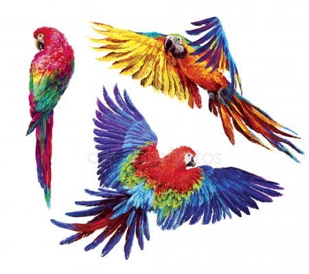 Рисунки для срисовки попугай (29 фото) #12