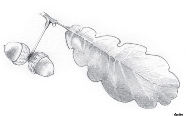 Рисунок карандашом дубовый лист (17 фото) #16