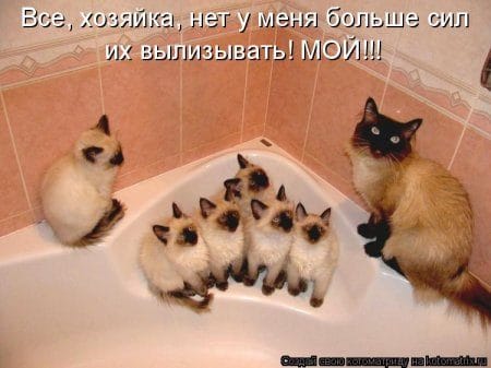 Смешные картинки про кошек с надписями (35 фото) #15