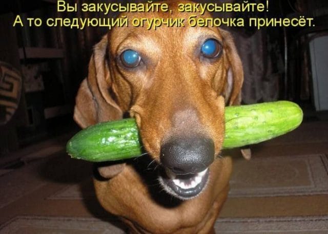 Смешные картинки с собаками с надписями (35 фото) #12