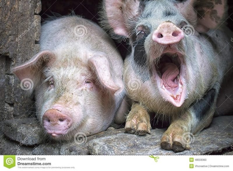 Смешные картинки про свиней (65 фото) #81