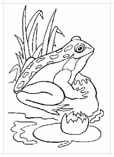 Рисунки лягушки для срисовки (40 фото) #57
