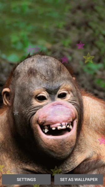 Смешные картинки обезьян (14 фото) #33