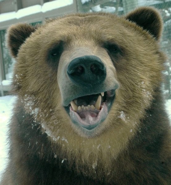 Смешные картинки с медведями (95 фото) #114