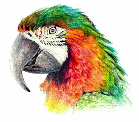 Рисунки для срисовки попугай (29 фото) #13
