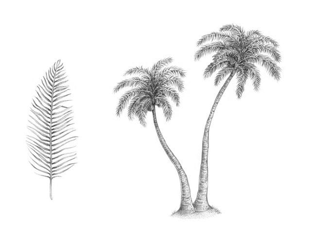 Рисунки карандашом пальма (30 фото) #14