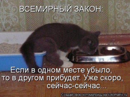 Смешные картинки про кошек с надписями (35 фото) #16