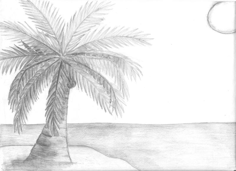 Рисунки карандашом пальма (30 фото) #62