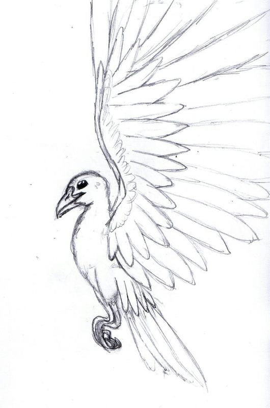 Рисунки птицы карандашом для детей (63 фото) #80
