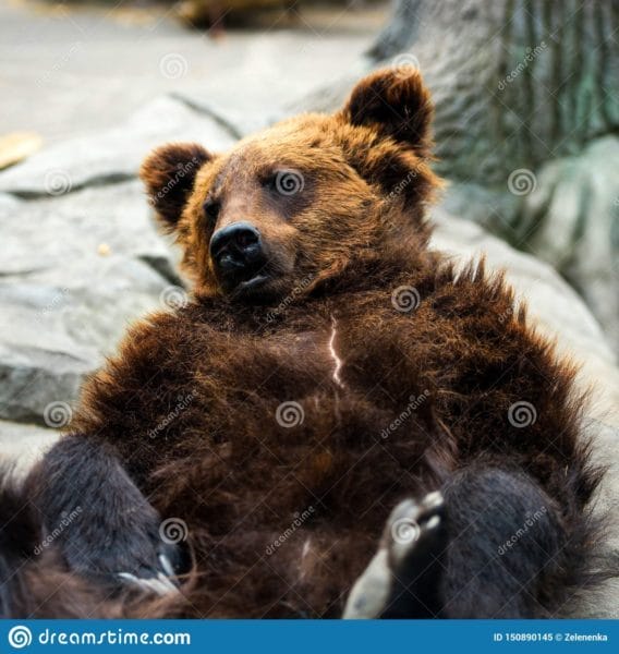 Смешные картинки с медведями (95 фото) #115