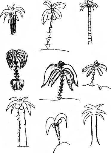 Рисунки карандашом пальма (30 фото) #15