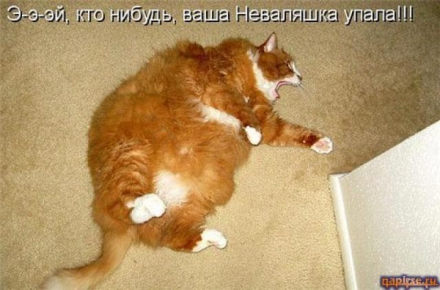 Смешные картинки про кошек с надписями (35 фото) #17