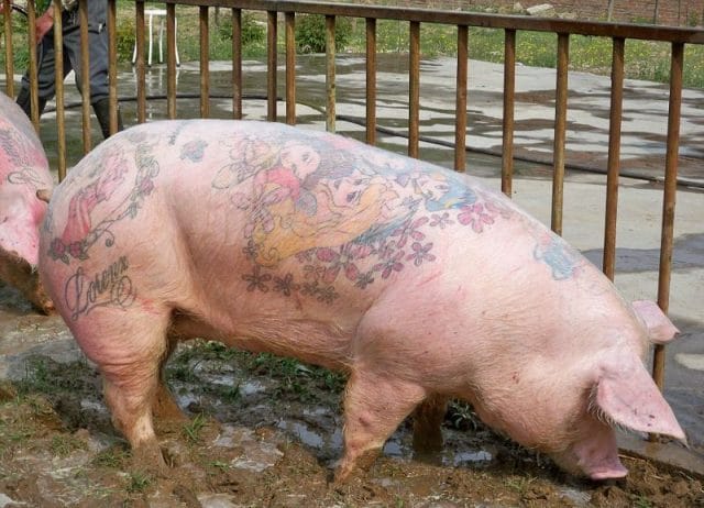 Смешные картинки про свиней (65 фото) #14