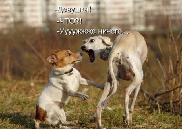Смешные картинки с собаками с надписями (35 фото) #14