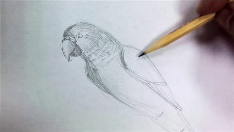 Рисунки для срисовки попугай (29 фото) #50