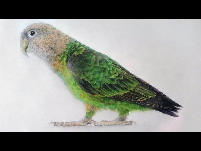 Рисунки для срисовки попугай (29 фото) #15