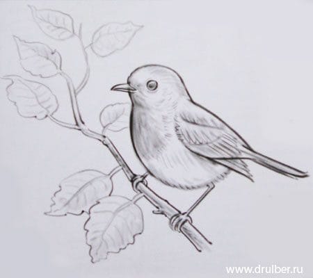 Рисунки птицы карандашом для детей (63 фото) #16