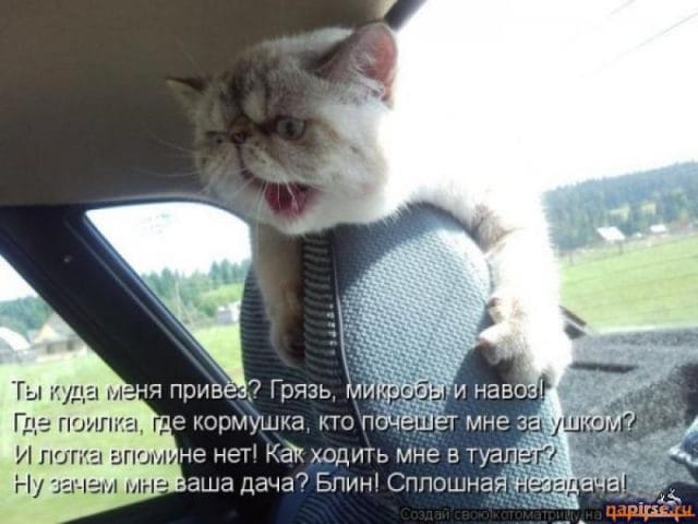 Смешные картинки про кошек с надписями (35 фото) #18