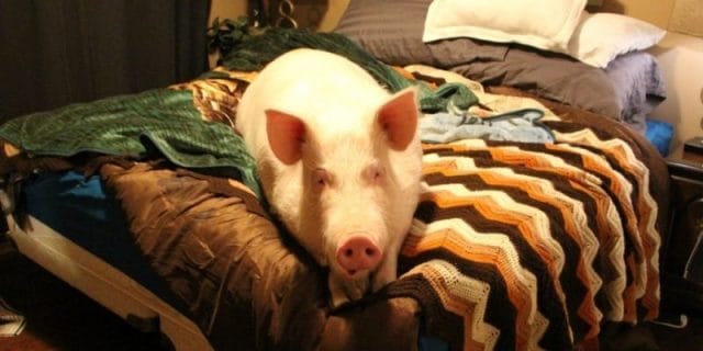 Смешные картинки про свиней (65 фото) #15