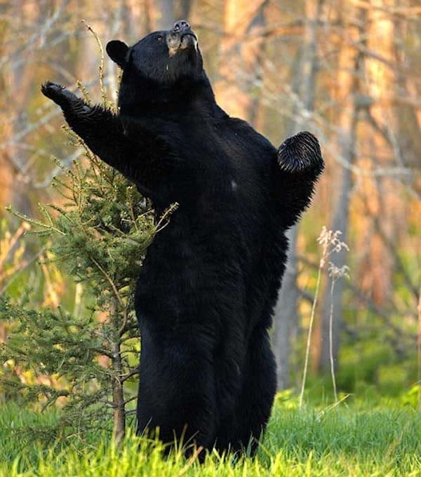 Смешные картинки с медведями (95 фото) #15