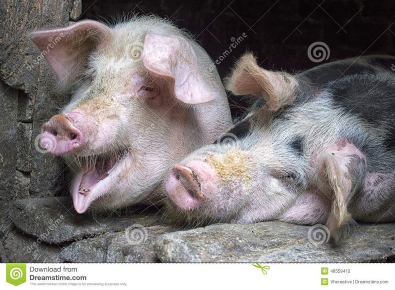 Смешные картинки про свиней (65 фото) #84