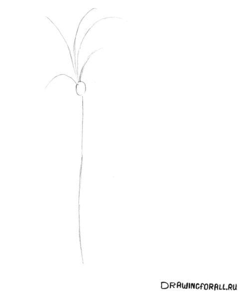 Рисунки карандашом пальма (30 фото) #64