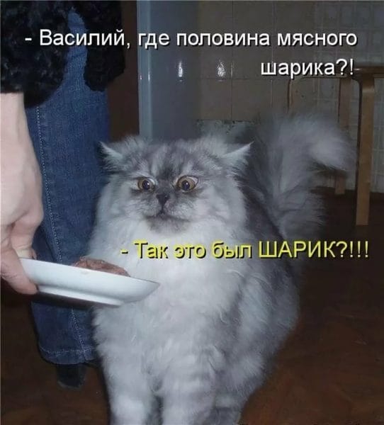 Смешные картинки про кошек с надписями (35 фото) #62