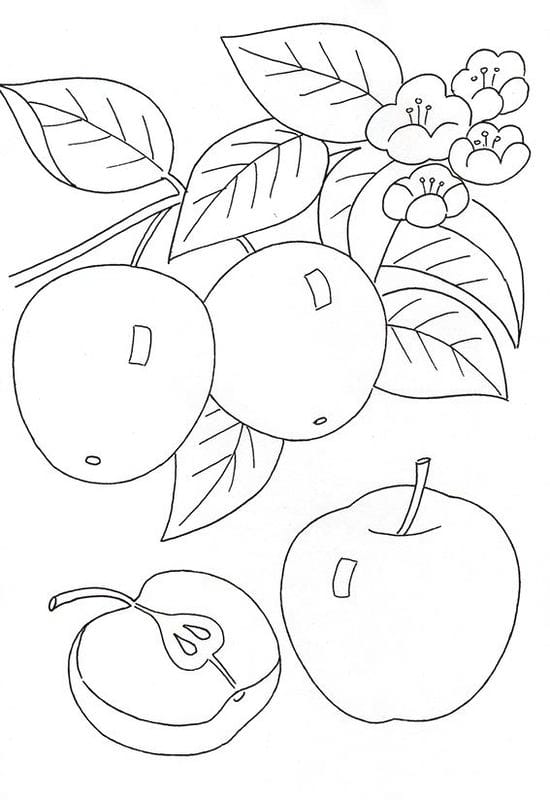 Рисунки карандашом для детей яблоки (48 фото) #21