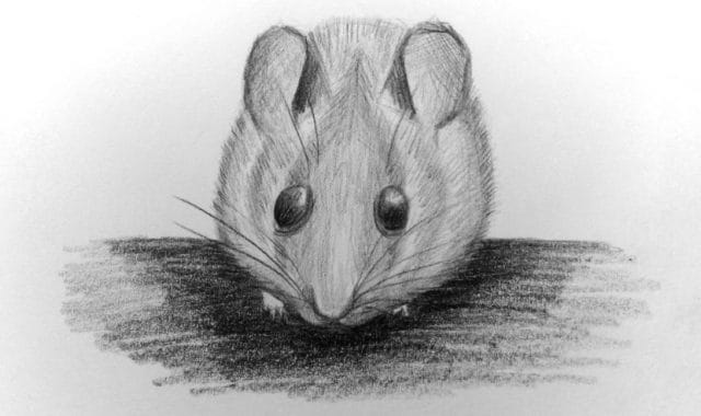 Рисунки мышки карандашом для детей (30 фото) #16