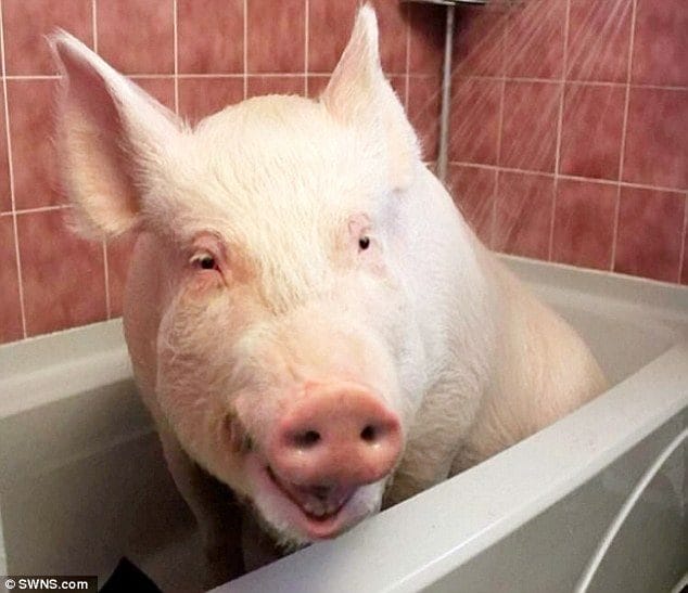 Смешные картинки про свиней (65 фото) #16