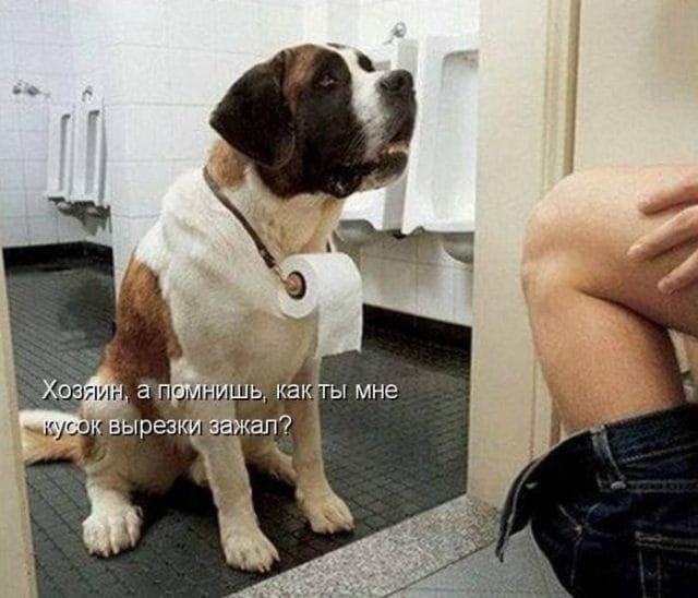 Смешные картинки с собаками с надписями (35 фото) #16