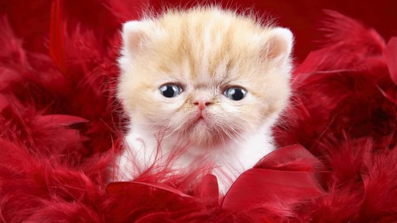 Картинки красивые котята (36 фото) #77