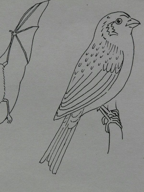Рисунки птицы карандашом для детей (63 фото) #83