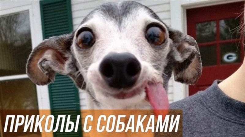 Смешные картинки с собаками с надписями (35 фото) #56