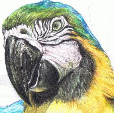Рисунки для срисовки попугай (29 фото) #17