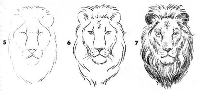 Рисунки карандашом для детей лев (30 фото) #18