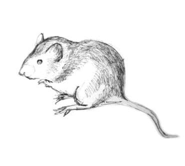 Рисунки мышки карандашом для детей (30 фото) #17